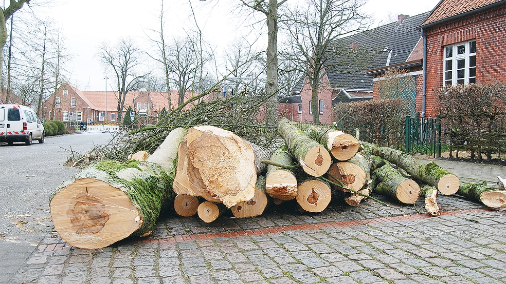 Es bleibt »Kleinholz«. Im Februar wurden mehrere Bäume an der Markstaße in Weener gefällt.  © Foto: Hoegen
