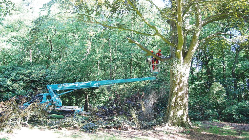 Die Fällung dieser Blutbuche Mitte Juli 2018 im damals noch nicht gesperrten Stapelmoorer Park stieß auch auf die Kritik der Grünen im Rat der Stadt Weener. Sie forderten jetzt eine Baumschutzsatzung für Weener.  © Archivfoto: Hoegen