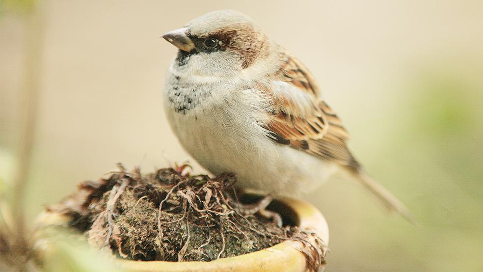 Dauergewinner bei der »Stunde der Gartenvögel« und doch auf der Vorwarnstufe der Roten Liste: Der Haussperling.  © Foto: NABU