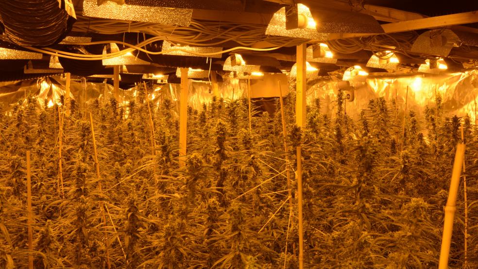 Die Ermittler stellten in dem Objekt über 400 nahezu erntereife Cannabispflanzen sowie umfangreiches technisches Equipment sicher.  © Polizei