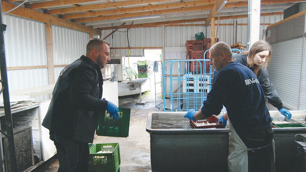 Daniel Santen (links) packte gestern in der Halle seines Spargelhofes mit an. Der gewaschene Spargel wird aus dem Wasserbad geholt, sortiert, geschnitten und verpackt.  © Foto: Hoegen