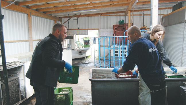 Spargelverkauf bricht um Hälfte ein