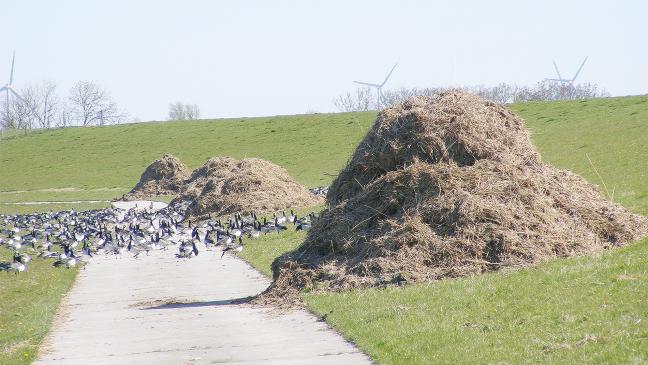 Warum Teek als Abfall gilt