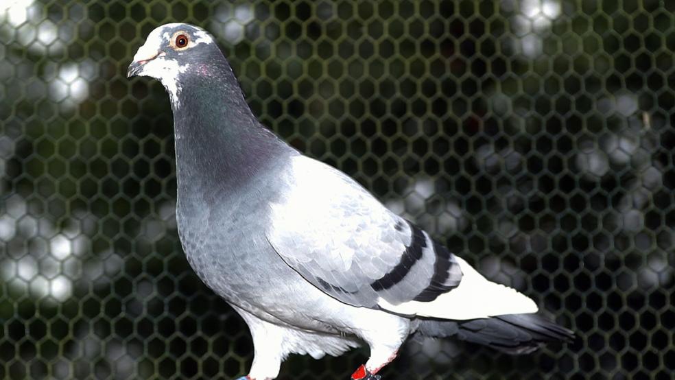 Neun Brieftauben, hier ein Symbolbild, haben Unbekannte in Emden getötet. Sie hatten sich gewaltsam Zugang zu den Schlägen der Tauben verschafft. © Bruins