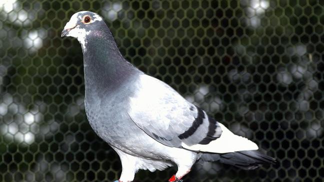 Tierquäler töten in Emden neun Brieftauben