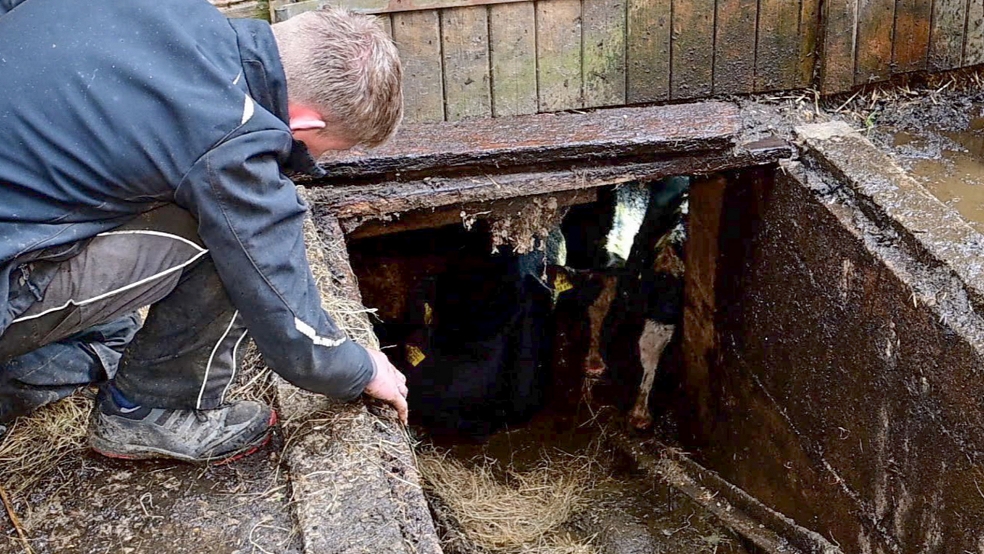 Drei junge Rinder waren in einen Güllekeller gestürzt. © Bruins