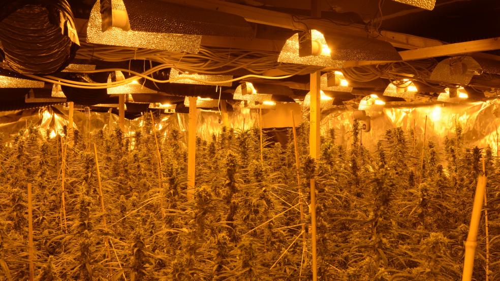 Der Auricher Inspektionsleiter Stephan Zwerg rechnet damit, dass man am Ende insgesamt etwa 80 Kilo Marihuana sichergestellt haben wird. Der Straßenverkaufswert der Pflanzen aus der Indoor-Plantage in Wiesmoor läge dann bei rund 800.000 Euro. © Polizei