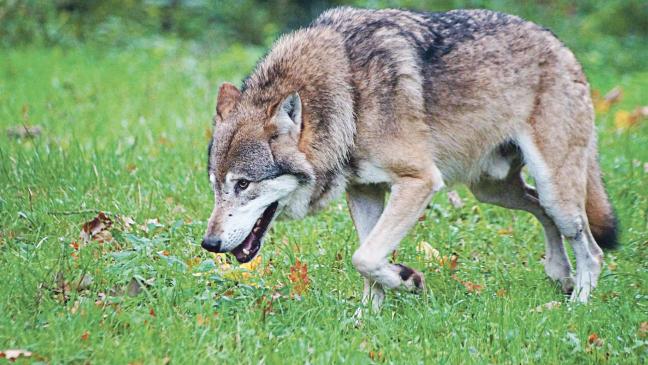 Zwei Schafe in Weener gerissen