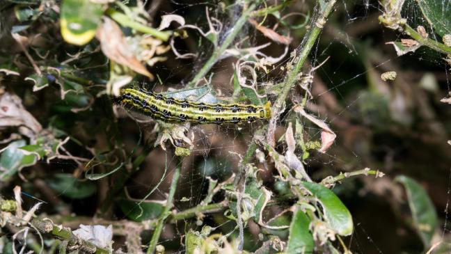 Kahl gefressene Buchsbäume nicht abschneiden
