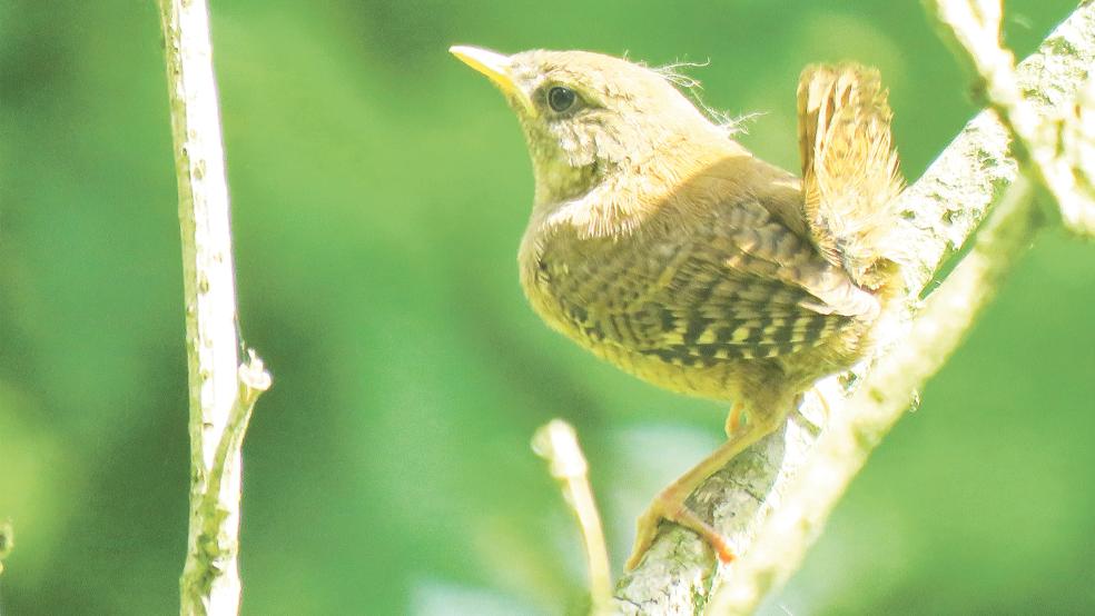 »Es konnten zehn Jungvögel beobachtet werden«, berichtete der Bunder Natur-Experte Detlef Kolthoff. © Foto: Kolthoff