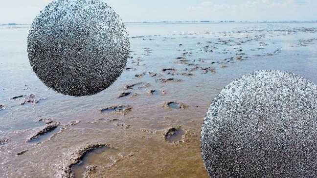 Vom Rheiderland inspiriert