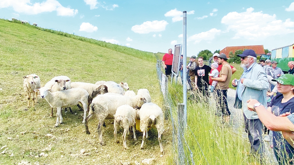 Etwa 20 an Nolana-Schafen interessierte Züchter und Gäste nahmen an der mehrstündigen Deich-Tour teil und sahen die Zuchtergebnisse seit 2017.  © Foto: Kuper