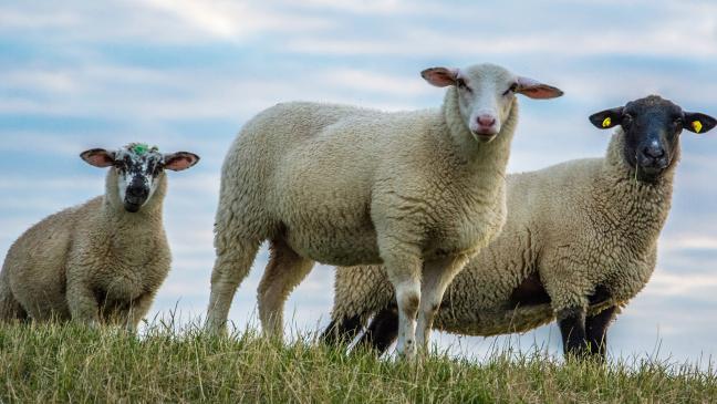 32 Schafe von Emsdeich geklaut