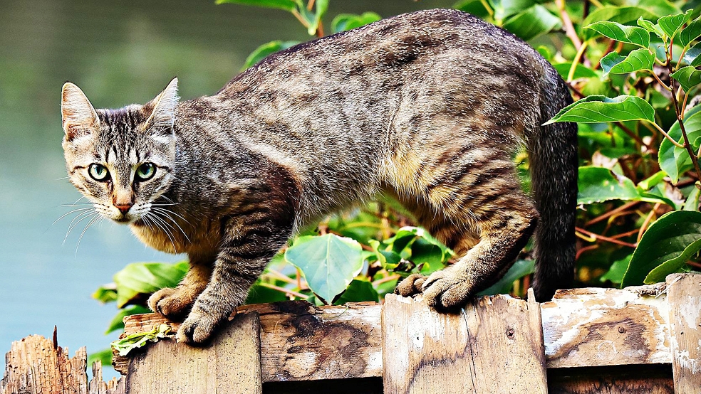 In Weener sind mehrere Katzen misshandelt worden. Ein Vierbeiner wurde so schwer verletzt, dass er eingeschläfert werden musste.  © Foto: pixabay
