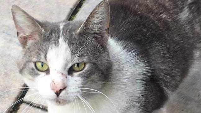 Wer vermisst seinen Kater?