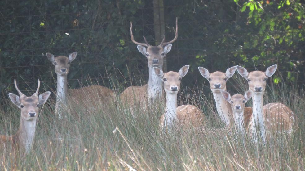 Älterer Hirsch, Junghirsch, vier Weibchen und ein Kalb. © Detlef Kolthoff