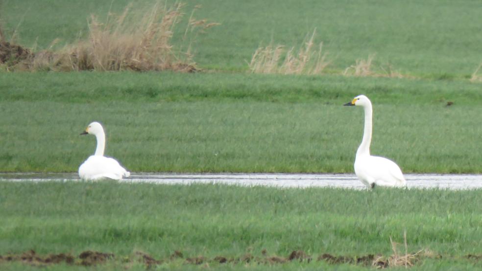 Singschwan auf einer Grünlandfläche im Jümmiger Hammrich bei Detern. © Detleft Kolthoff