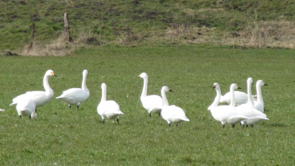 Gruppe von Zwergschwänen an der Holtlander Ehe bei Filsum. © Detlef Kolthoff