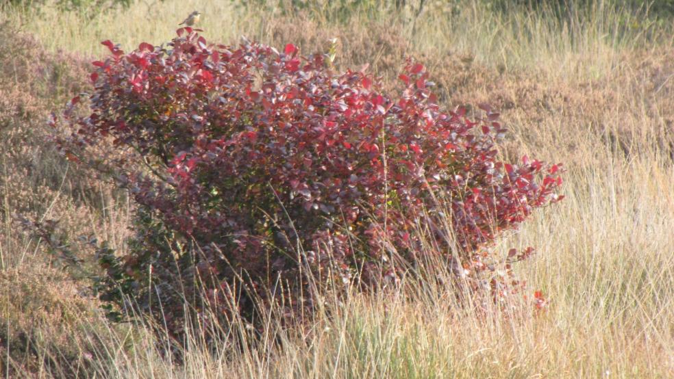 Kultur-Heidelbeeren sind schön anzusehen. © Detlef Kolthoff