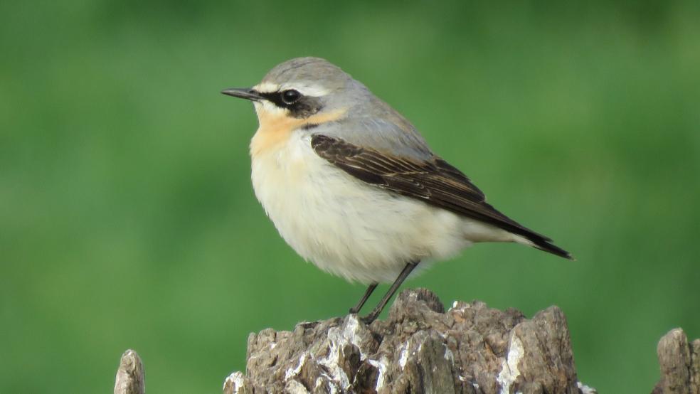 Steinschmätzer, Männchen, auf einem Zaunpfahl im Stapelmoorer Hammrich. © Detlef Kolthoff