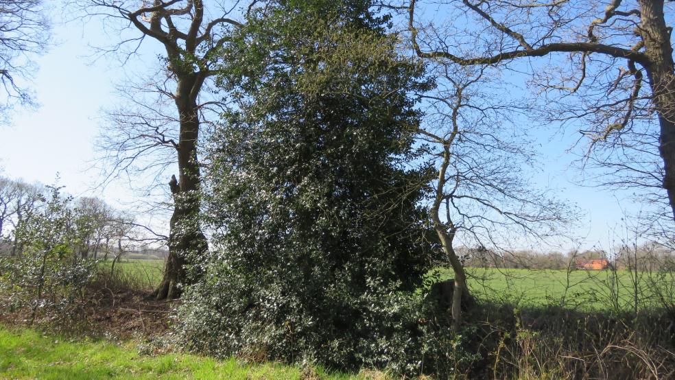 Ilex auf einer Wallhecke in Selverde, Uplengen. © Detlef Kolthoff