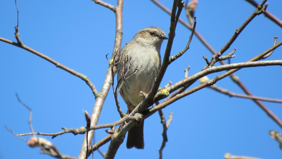 Heckenbraunelle in einer Vogelbeere. © Detlef Kolthoff