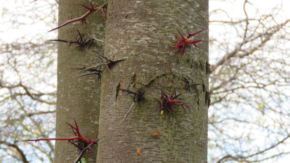 Die Dornen gaben dem Baum seinen botanischen Namen. © Detlef Kolthoff