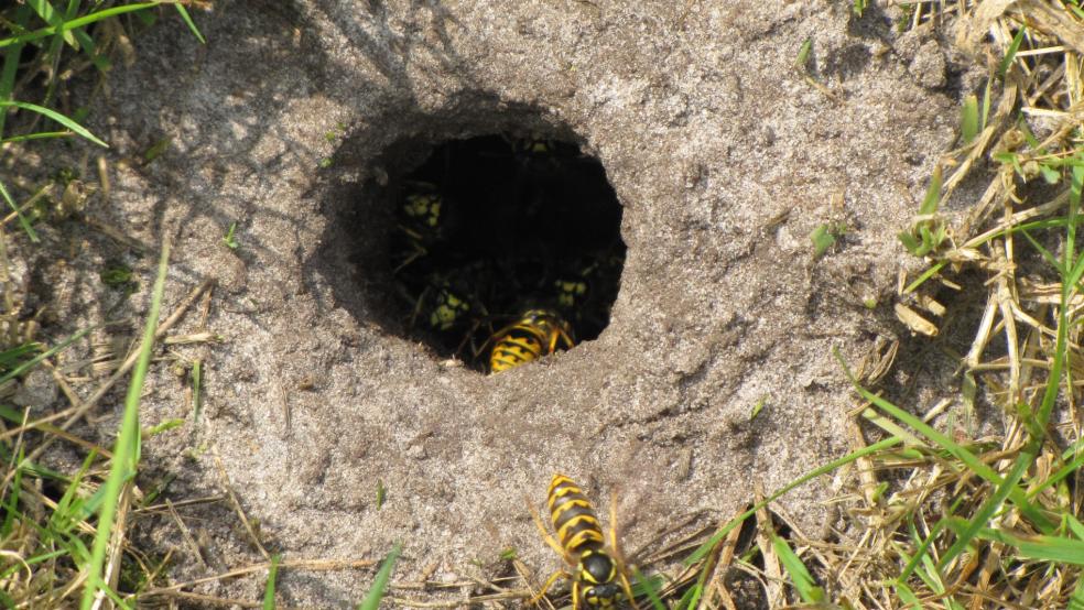 Auch Wespen fühlen sich im Erdreich heimisch. © Detlef Kolthoff