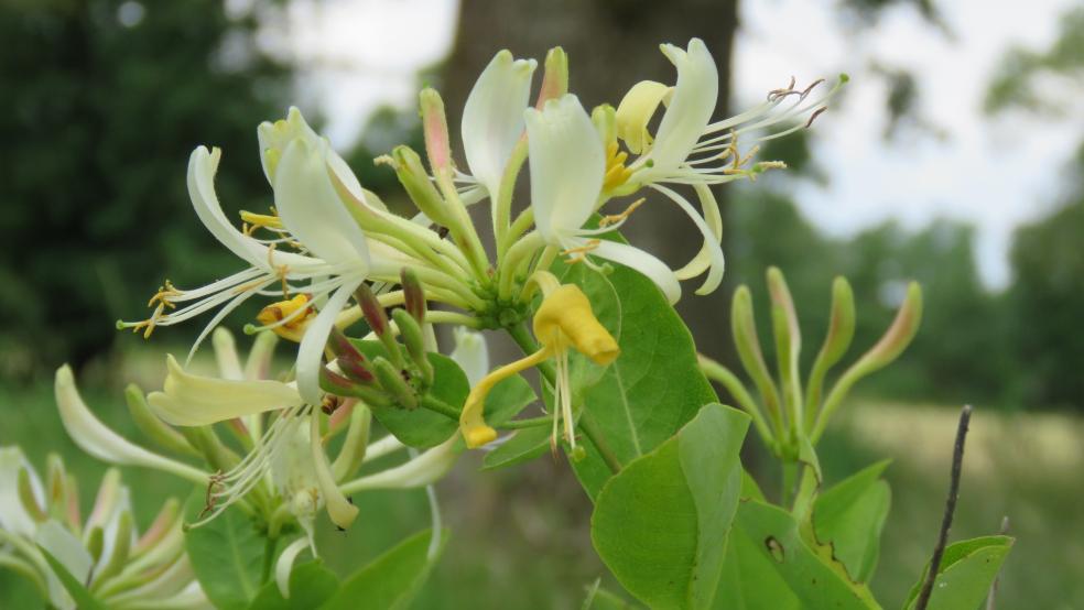 Blüten aus der Nähe. © Detlef Kolthoff