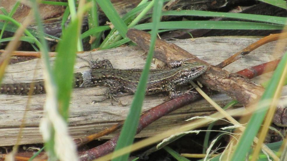 Zauneidechse in einem Garten in Schwerinsdorf, Samtgemeinde Hesel. © Detlef Kolthoff