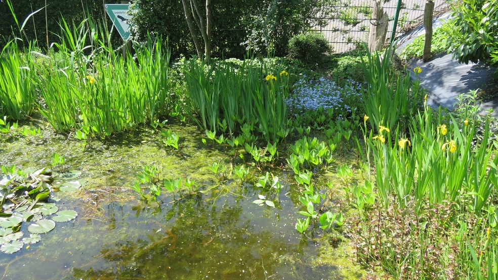 Gartenteich mit Sumpf-Schwertlilie, Wiesenschaumkraut und Vergissmeinnicht. © Detlef Kolthoff