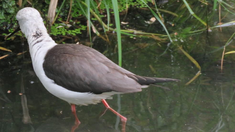 Stelzenläufer an den Kleipütten von Heinitzpolder. © Detlef Kolthoff