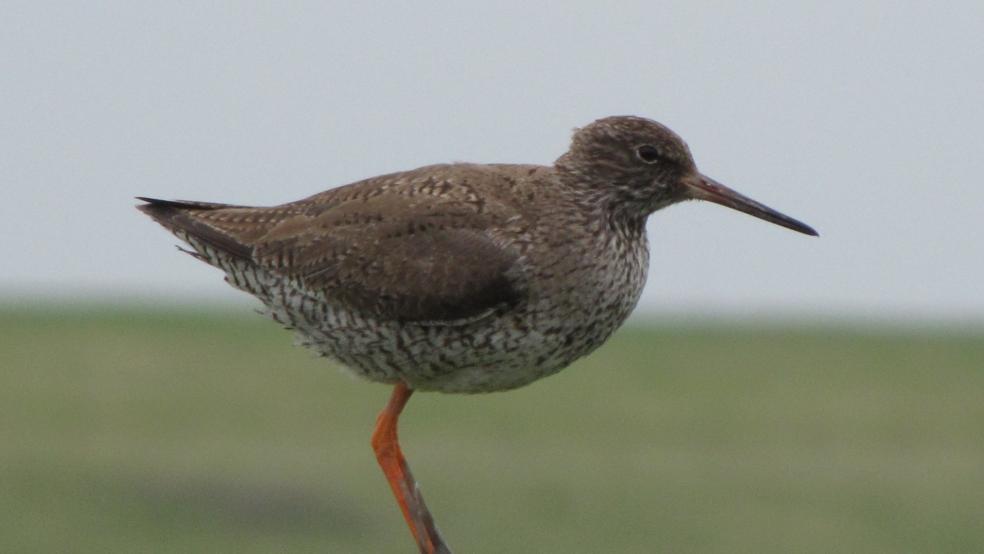 Rotschenkel auf Zaunpfahl am Dollart, Bohrinsel. © Detlef Kolthoff