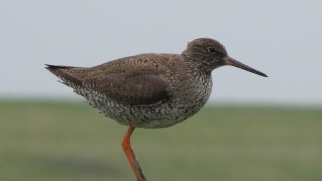 Charaktervogel der ostfriesischen Küste