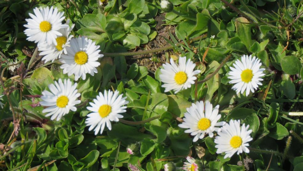 Einzelne Blüten auf einem Zierrasen in Bunde. © Detlef Kolthoff