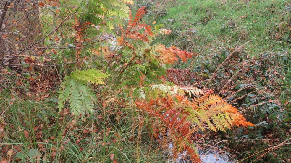 Schöne Herbstfärbung des Königsfarns an einem Grabenrand in Boen. © Detlef Kolthoff