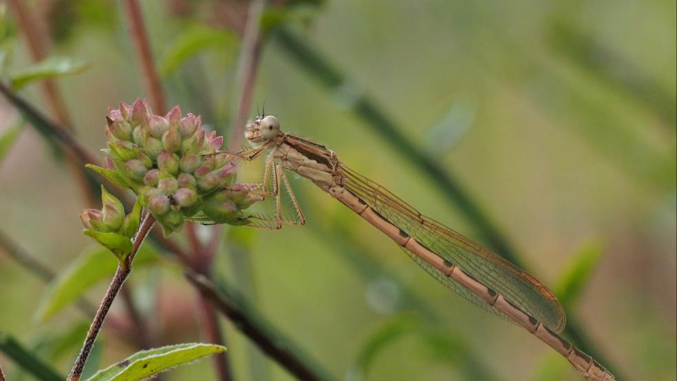 Gemeine Winterlibelle in einem Garten in Wiesmoor, Landkreis Aurich. © Helmut Hanssen