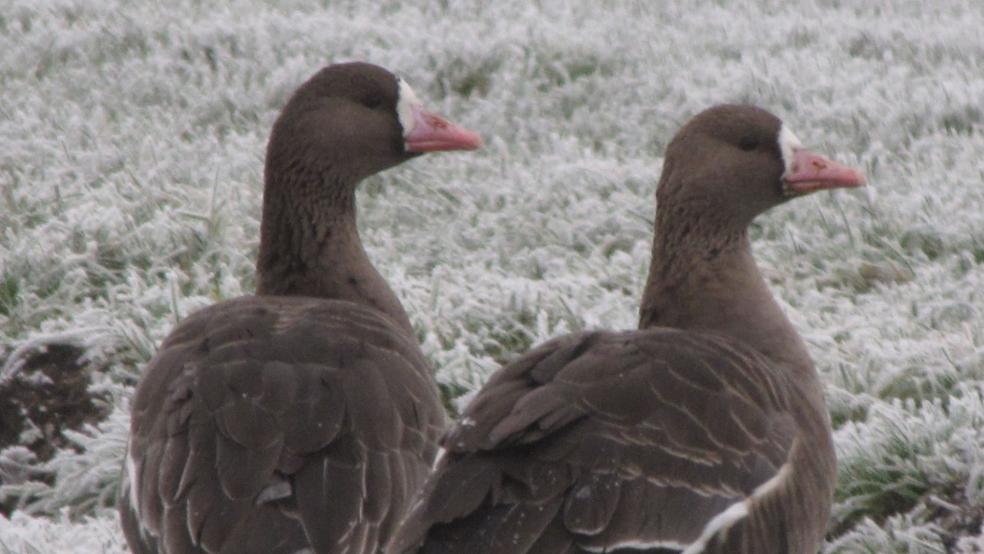 Weiße Blässe um den Schnabel ist ein Charakteristikum der Blässgans. © Detlef Kolthoff