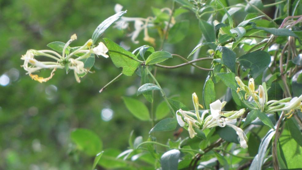 Blüte des Geißblattes im Mai an einer Wallhecke in Stapelmoor. © Detlef Kolthoff