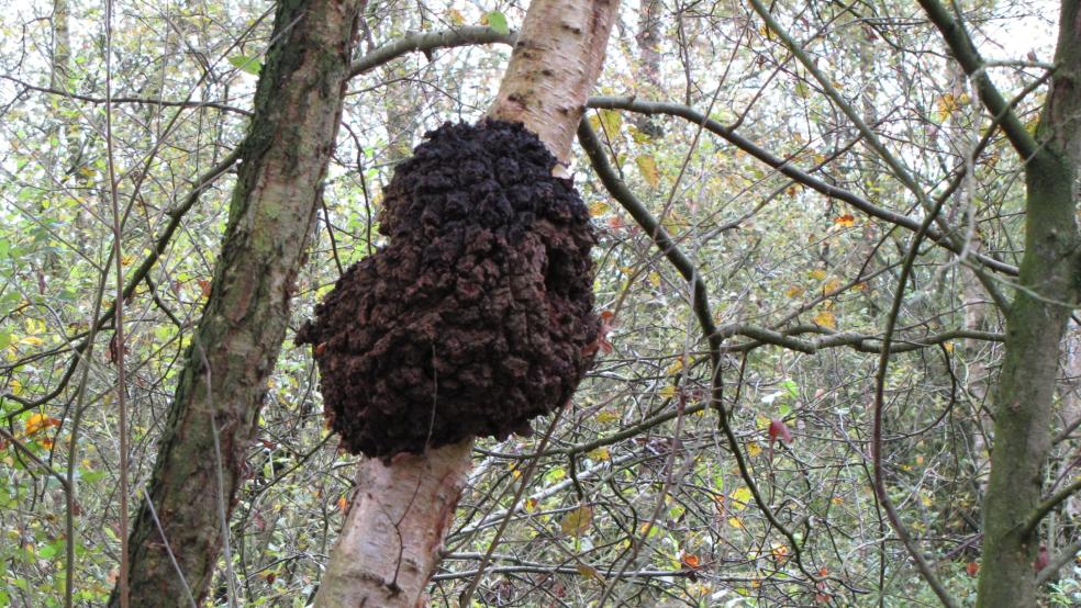 Baumkrebs an einer Moor-Birke, hier handelt es sich um einen parasitären Pilz. © Detlef Kolthoff