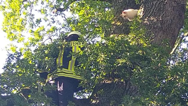 Katze aus luftiger Höhe gerettet