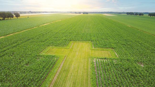 »Himmlisches« auf Ackerkreuz in Wymeer