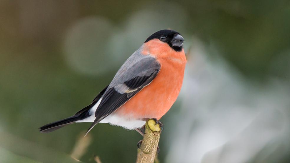 Ein Männchen mit auffälligen rosaroten Bauch. © Detlef Kolthoff