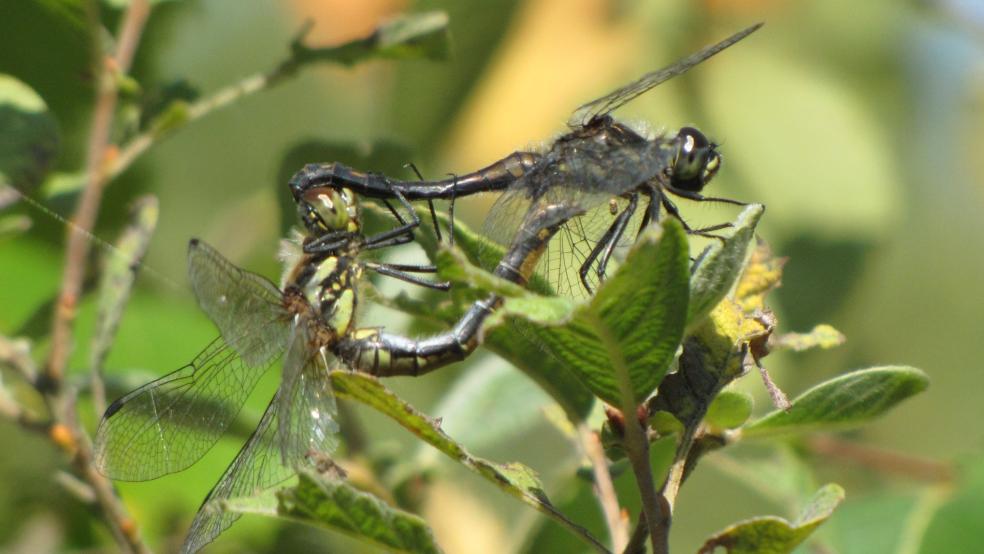 Paarungsrade der Schwarzen Heidelibelle an einer Sal-Weide in Bunderhee. © Detlef Kolthoff