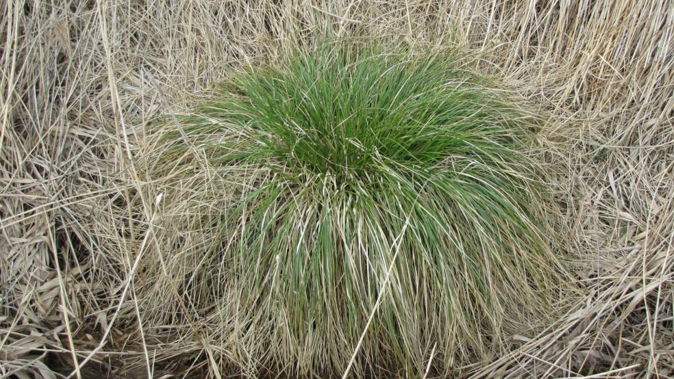 Die Rispen-Segge (Carex paniculata) in einem Graben am Püttenbollen. © Detlef Kolthoff