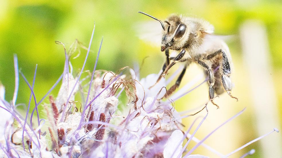 Die Blühstreifen des LNV haben eine magnetische Wirkung unter anderem auf Bienen.  © Symbolfoto: Stratenschulte (dpa)