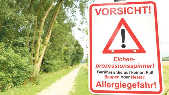 Raupen weiter auf dem Vormarsch