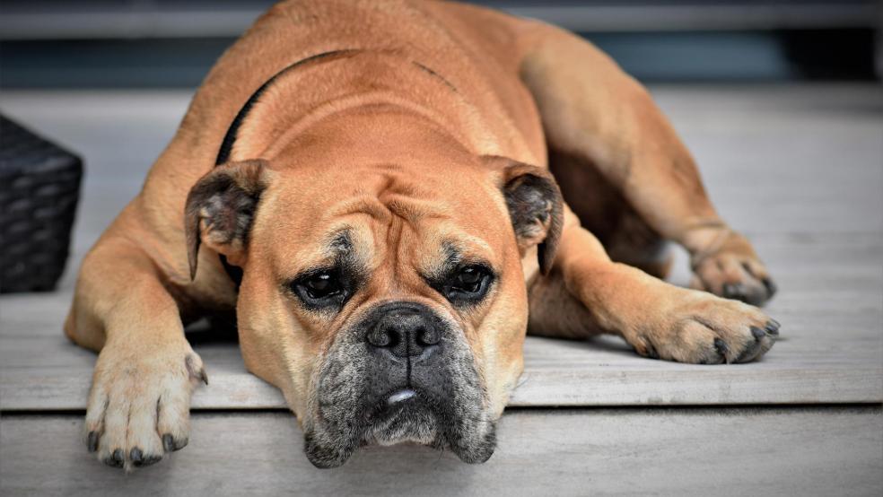 Für den ersten Hund werden ab 1. Januar kommenden Jahres 40 statt bisher 30 Euro fällig. © Pixabay (Symbolfoto)