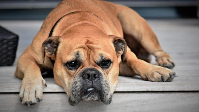 40 Euro für den Hund ab 2023