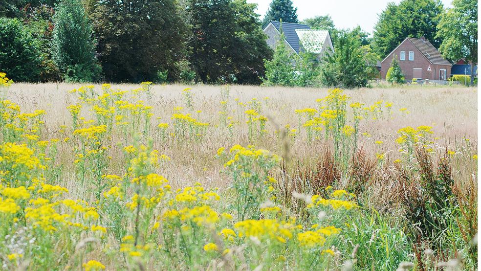 Diese Blumen blühen noch diesen Sommer auf der Wiese am Beningaweg, auf der eine neue Dreifeld-Turnhalle gebaut werden soll. Derzeit läuft das Verfahren für die Änderung des Bebauungsplanes, um das Projekt zu ermöglichen.  © Foto: Hoegen